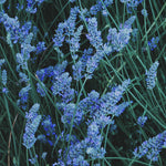 A field of lavender blows in the wind. ATJ Spotify playlist for Lavender.