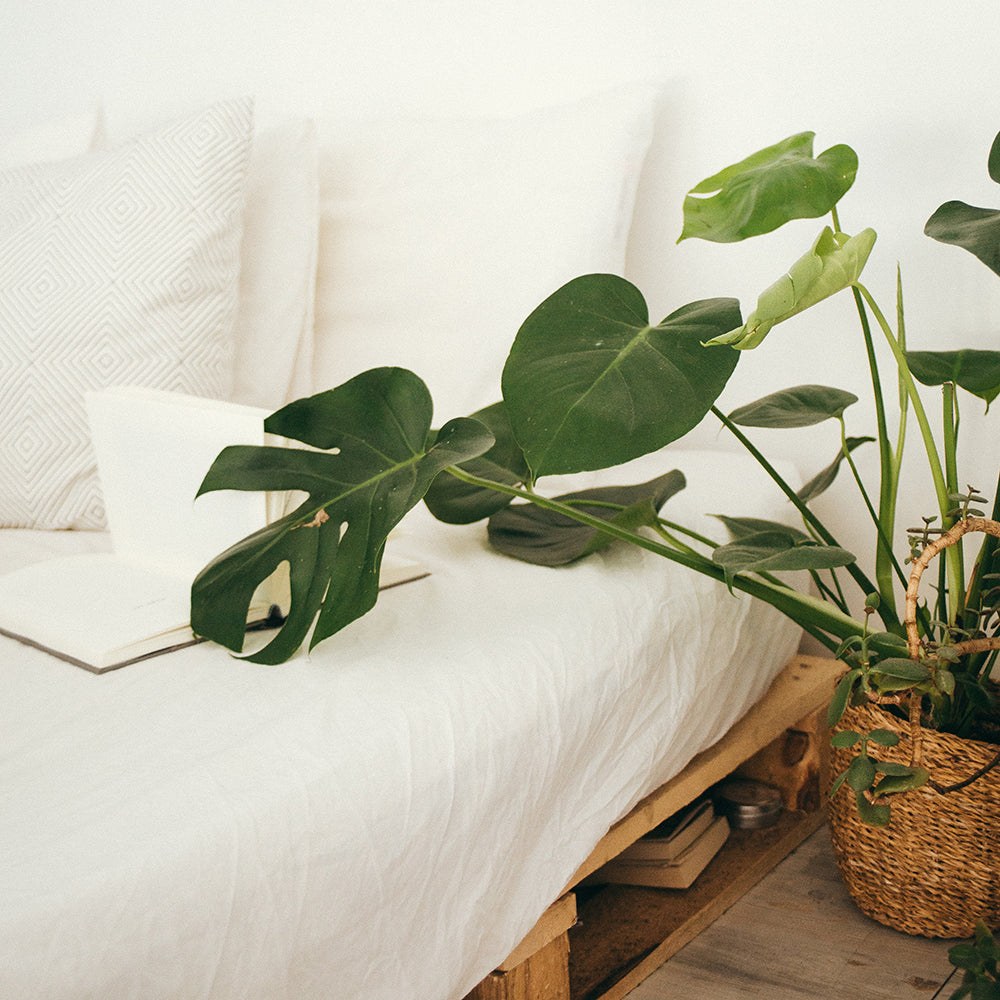 A monstera deliciosa plant sits in a wicker basket, reaching towards a bed covered in white linen bedsheets. ATJ Spotify playlist for Lemongrass + Laurel. 