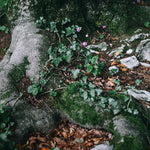 Moss and pink flowers grow amongst the roots of an old tree. ATJ Spotify playlist for Sandalwood + Vetiver.